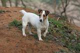 JACK RUSSEL 252